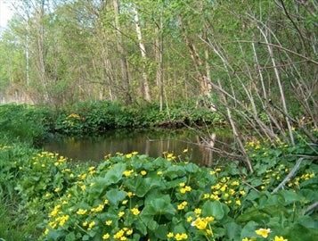 roseville swamp