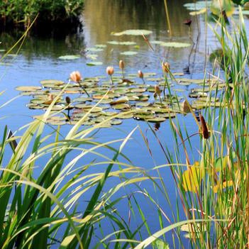 Wetlands