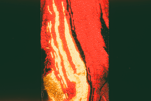 Holiday harmony in a microbial stream