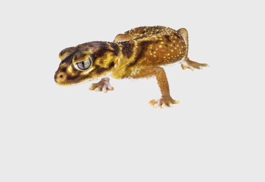 Close-up of a brown gecko