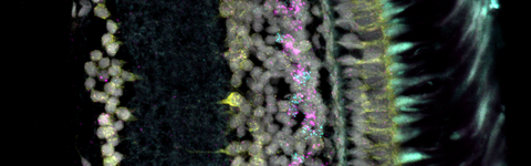 Retinal cross-section