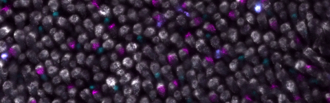 Photoreceptor Mosaic