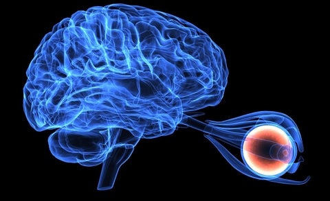 x-ray view of brain and eye connection