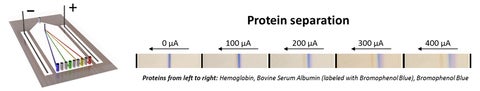 protein separation