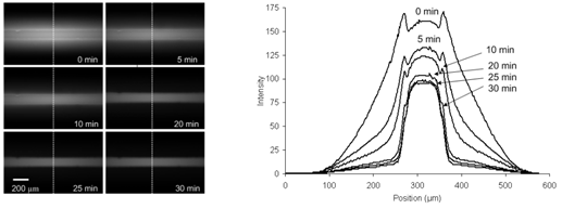 (left) fluorescent images (right) light intensity profiles