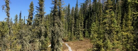 A treed peatland with a boardwalk