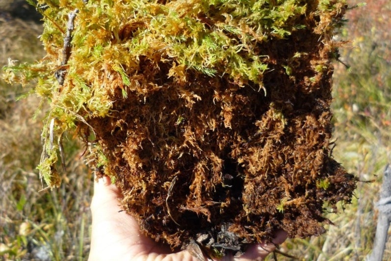 Researcher holding a sample of near surface Sphagnum peat