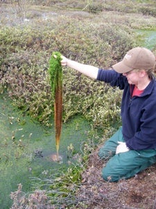 A researcher pulling long Sphagnum fibers out of a flooded peatland.