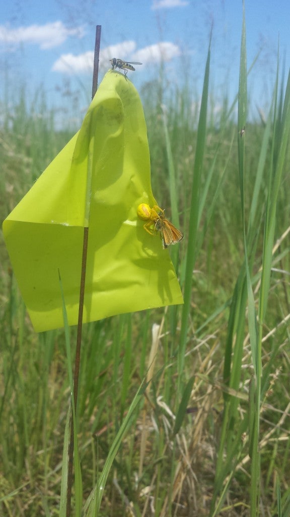 Marker flag with a spider.