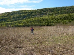 A researcher stands in a restored peatland near a hill.