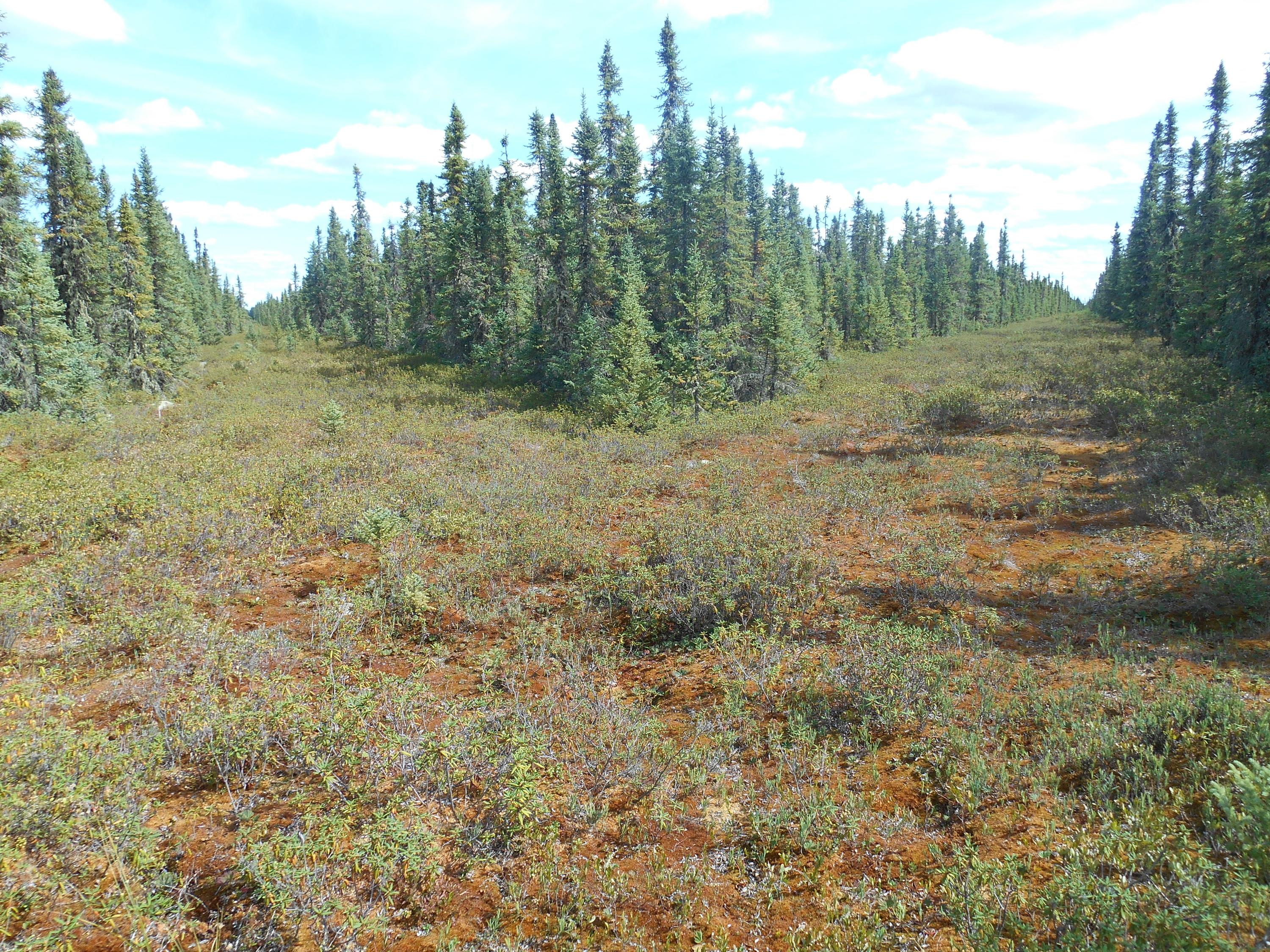 Lines cleared of trees in a forested peatland.
