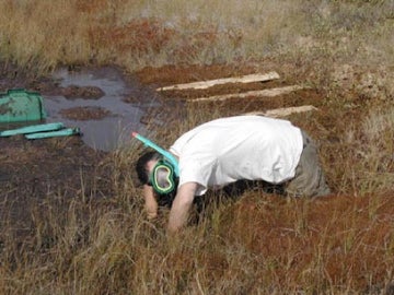 A student wearing a mask and snorkelling lying in a peatland.