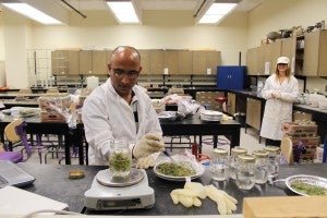 Researchers prepare plant samples for an incubation study in the lab.