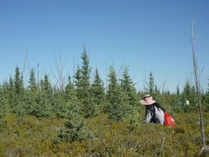 A researcher in a treed bog.