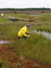 A researcher collects water samples in a peatland pond.