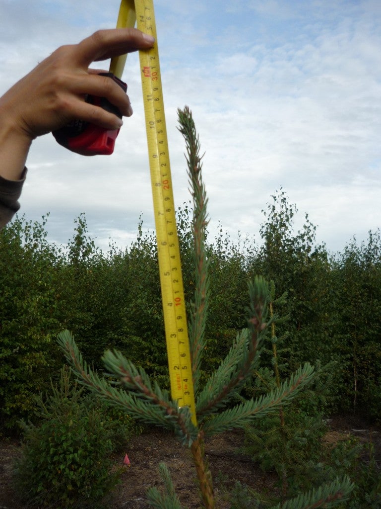 Measuring the leader length of black spruce