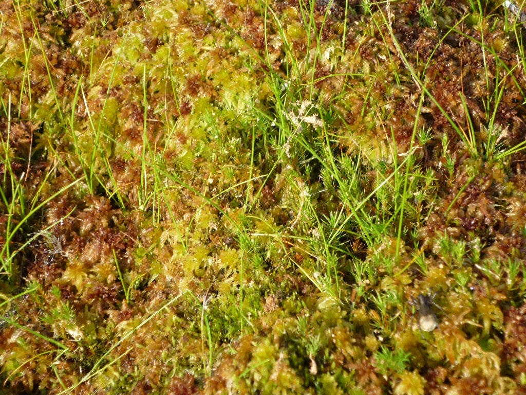 Close-up of Sphagnum moss.