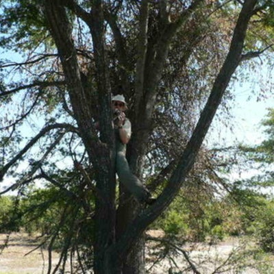 A researcher on a tree with a camera