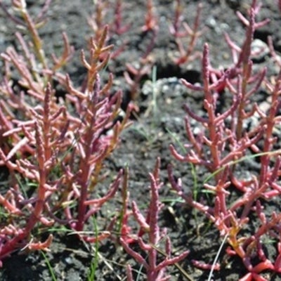  Salicornia at Saline Fen