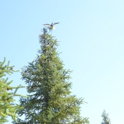 Bird on tree
