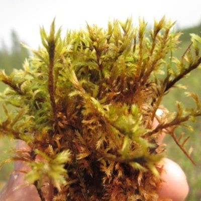  Moss being held by researcher