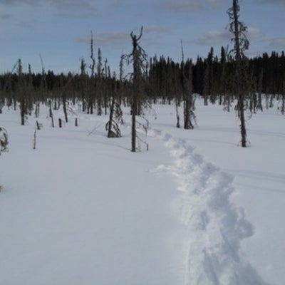  Researcher tracks in snow