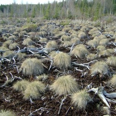Cotton grass growth on a harvested peatland