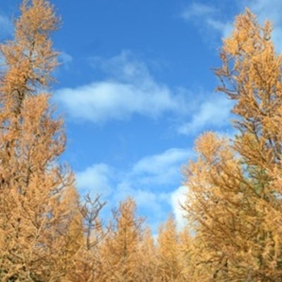  Tamarack trees at Poplar Fen