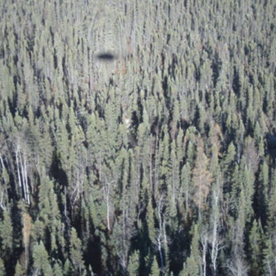  Helicopter shadow over treed peatlands