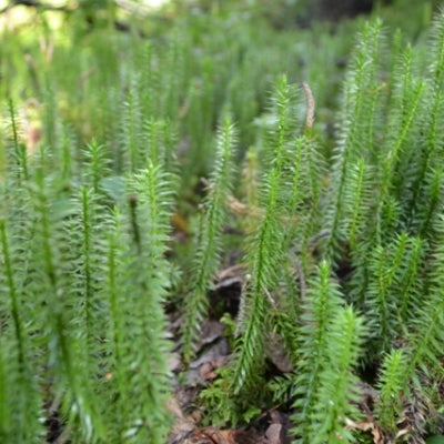  False spruce plants