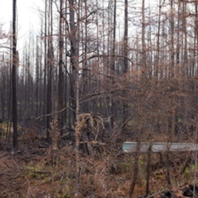  Burned forest
