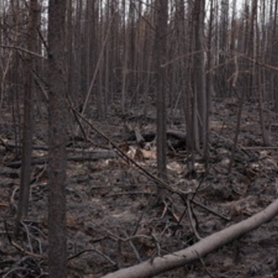   Fire damaged forest