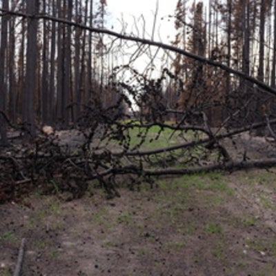   Burned forest at Poplar Fen