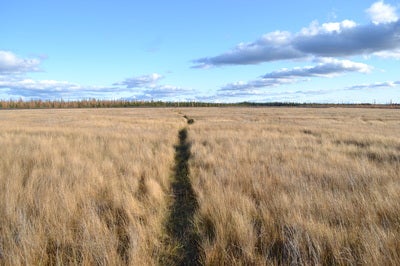  Research tract at a saline fen