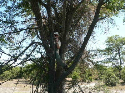 A researcher on a tree with a camera