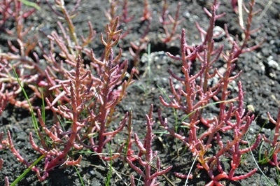  Salicornia at Saline Fen