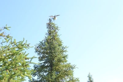  Bird on tree
