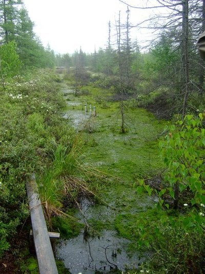A swamp
