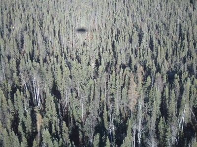  Helicopter shadow over treed peatlands