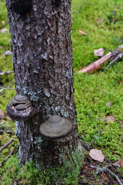 Tree fungus