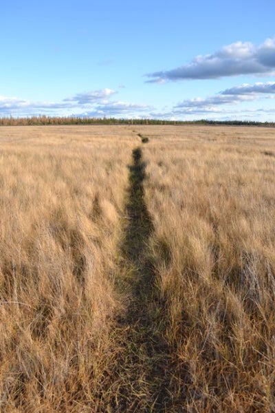   Research track at Saline Fen
