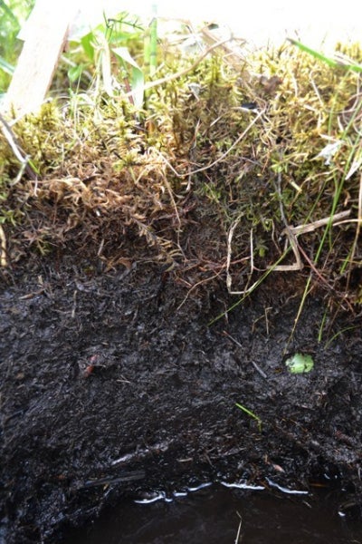  Side profile of peat soil