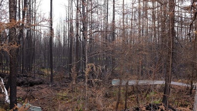  Burned forest