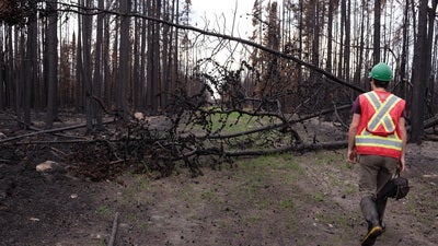   Burned forest at Poplar Fen