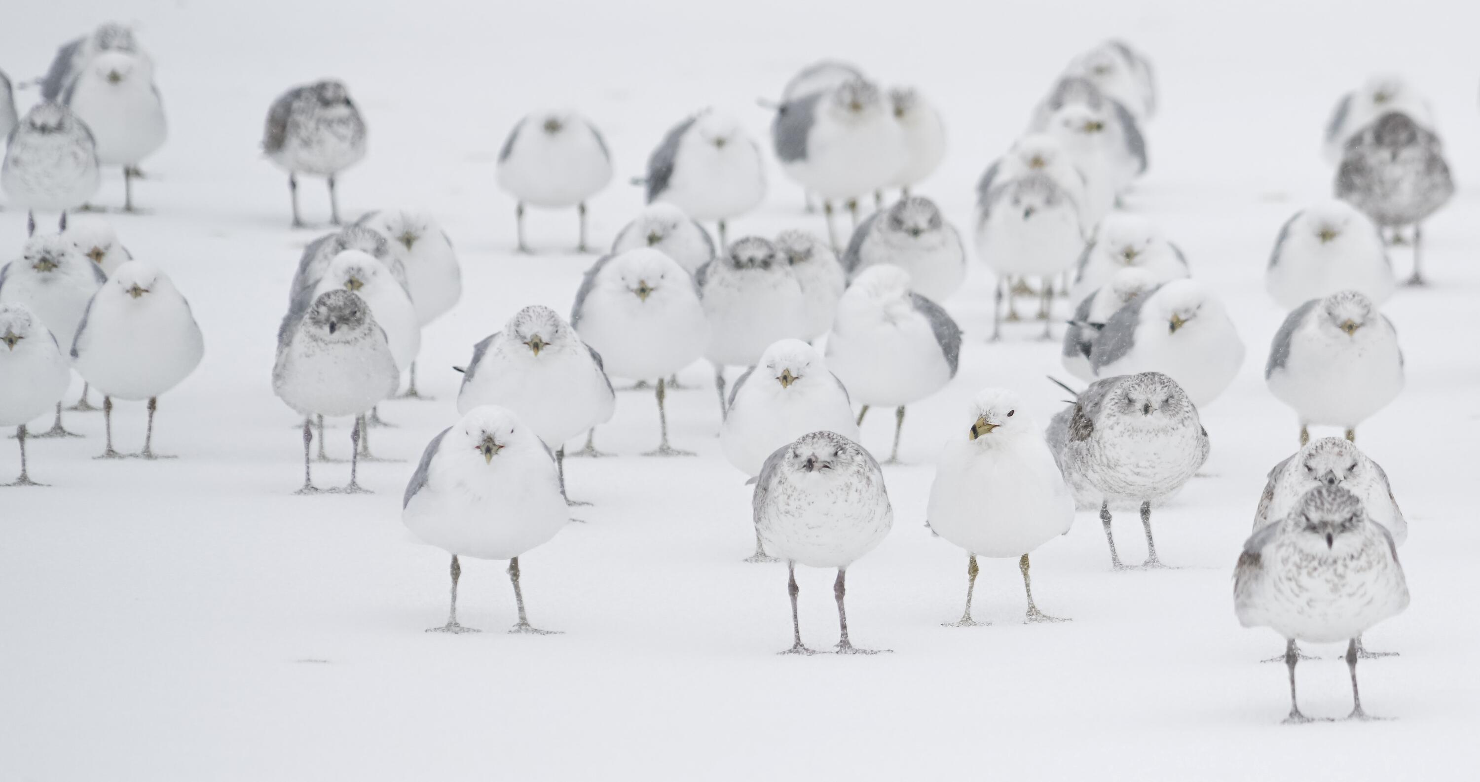 Group of birds in snow