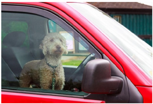 Dog in vehicle
