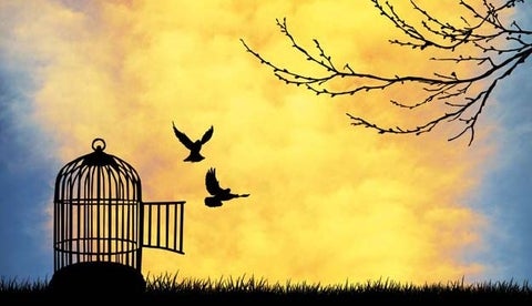 birds flying free from cage
