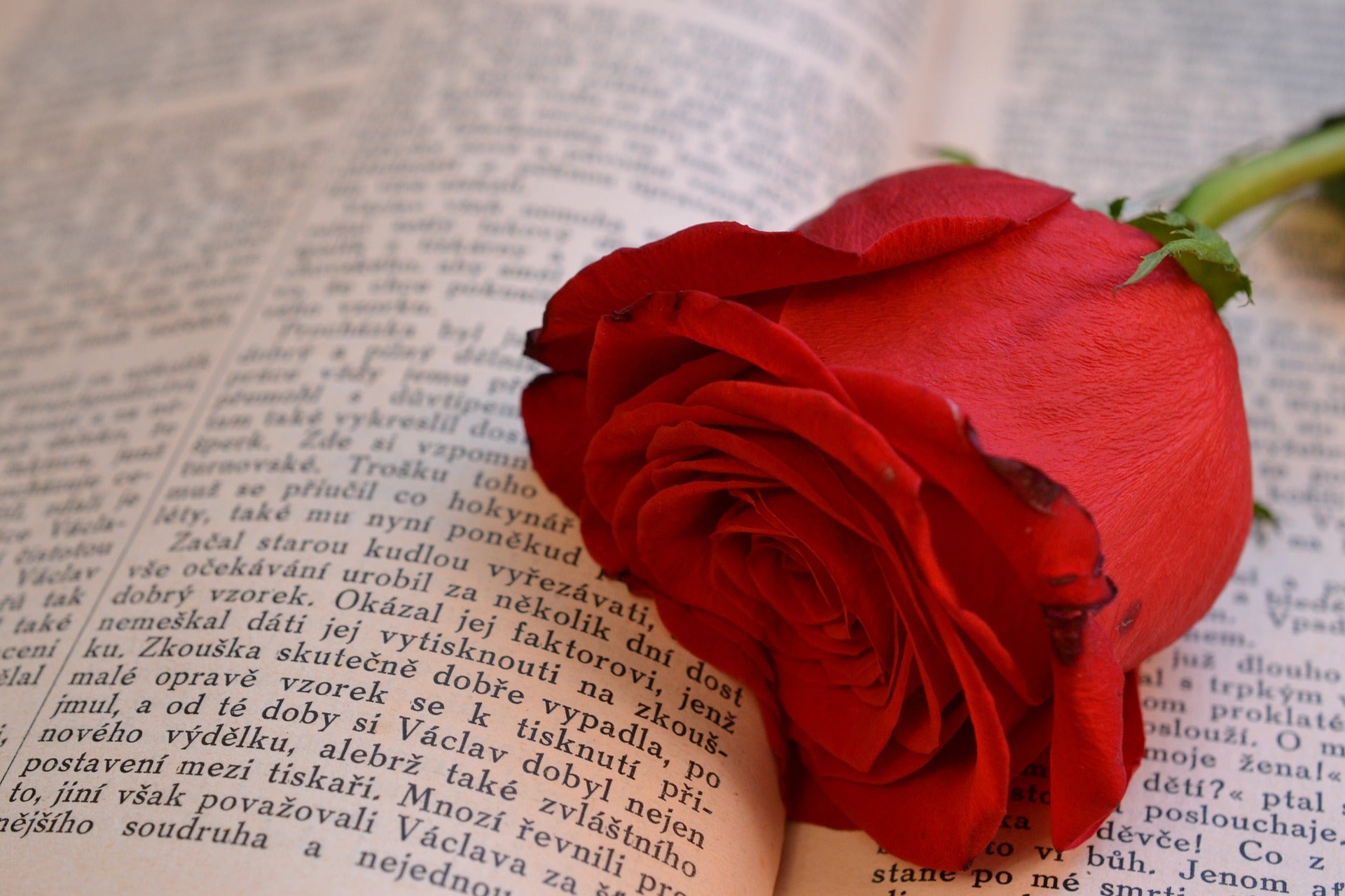 Red rose placed on the text of a book