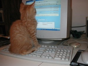 cat sitting on computer keyboard