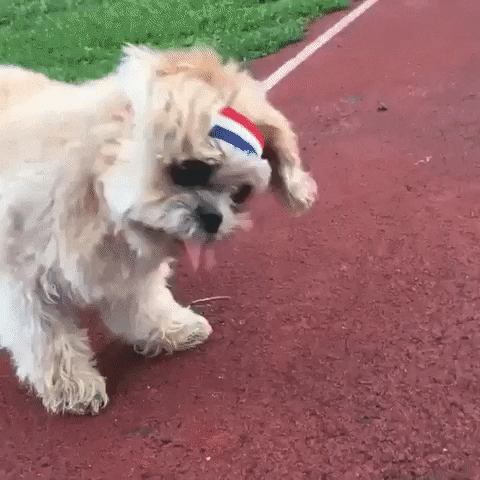 Gif of a dog in an exercise headband on a racetrack